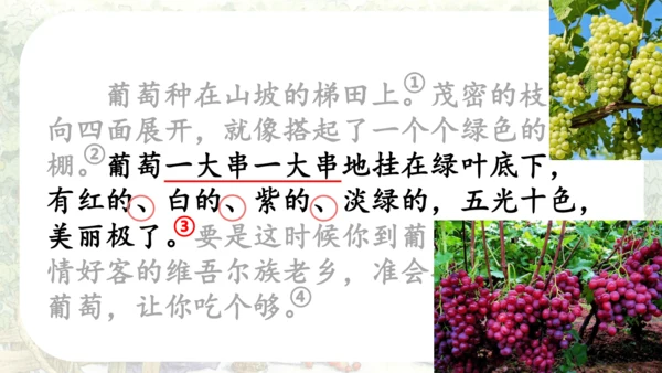 11 葡萄沟   公开课   课件