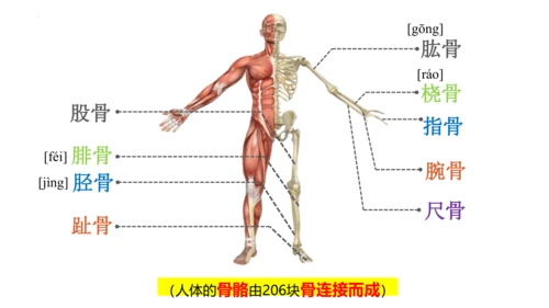 人教版生物八年级上册5.2.1 动物的运动 课件(共34张PPT)+视频素材