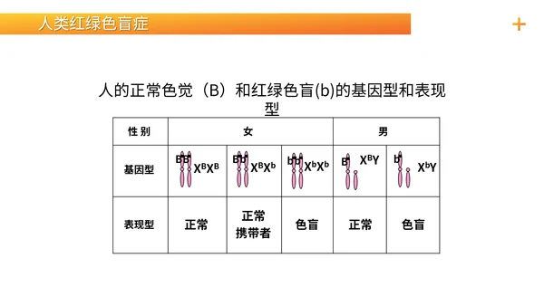基因学伴性遗传初高中生物PPT课件