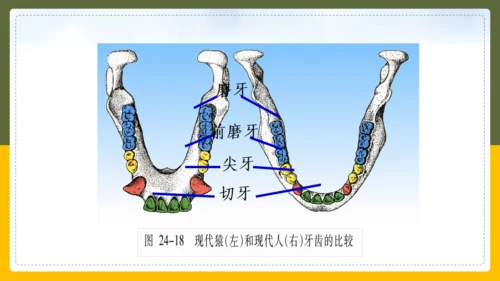 人类的起源和进化生物课通用PPT课件