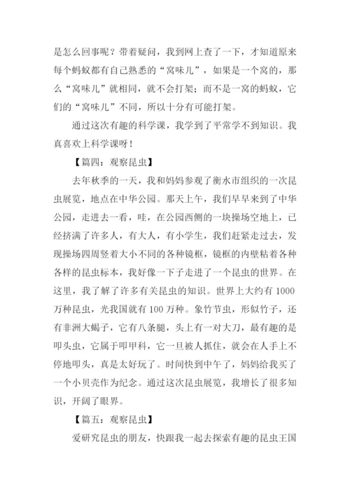 观察昆虫作文300字.docx