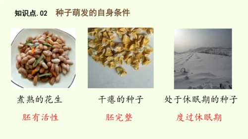 3.1.1 种子的萌发-七年级生物下学期同步精品课件（2024人教版）(共25张PPT)