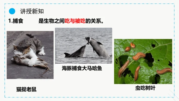 1.2.1生物与环境的关系课件2023--2024学年人教版生物七年级上册(共30张PPT)