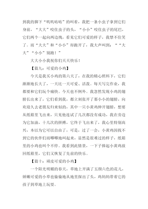 小鸡作文200字0.docx