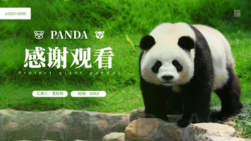 绿色实拍风保护大熊猫科普主题PPT模板