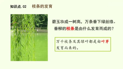 3.1.2植株的生长-七年级生物下学期同步精品课件（2024人教版）(共26张PPT)