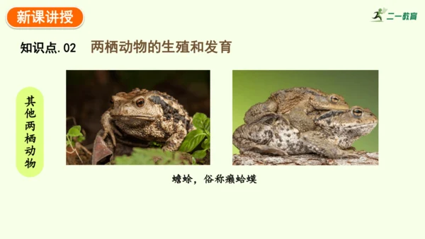7.1.3两栖动物的生殖和发育-八年级生物人教版下学期同步精品课件(共31张PPT)