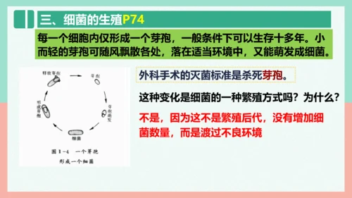 5.4.2  细菌  课件-人教版生物八年级上册(共39张PPT)