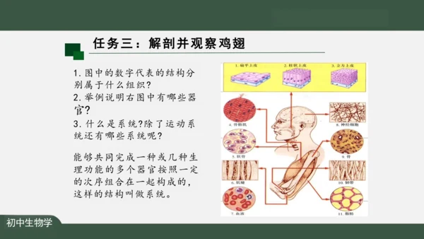 2.2.2 动物体的结构层次 课件（共24张PPT）