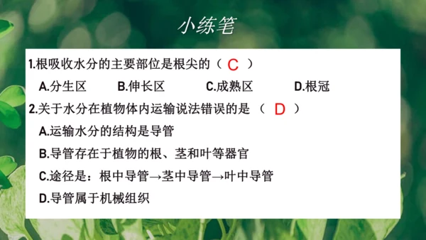 3.3  绿色植物与生物圈的水循环 课件-2023-2024学年人教版生物七年级上册(共23张PPT