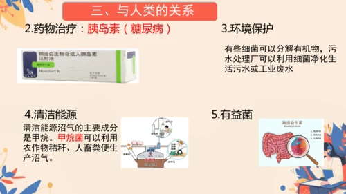 2.3.2细菌课件2024-2025学年人教版生物七年级上册(共18张PPT)