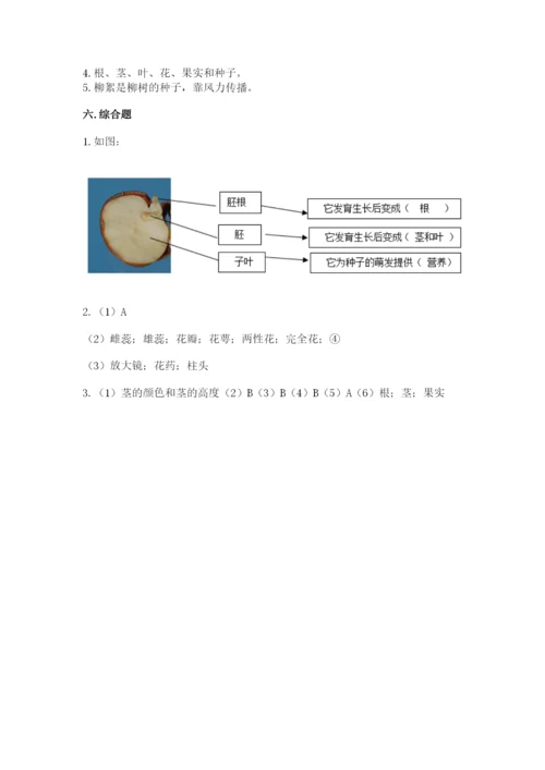 教科版科学四年级下册第一单元《植物的生长变化》测试卷【能力提升】.docx