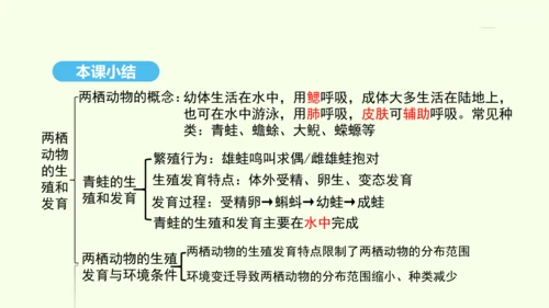 7.1.3两栖动物的生殖和发育课件-人教版生物八年级下册(共29张PPT)