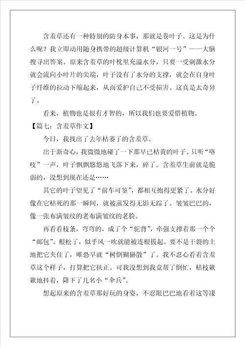 含羞草作文8篇