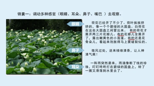 部编版三年级语文上册 第五单元习作例文：我家的小狗  课件