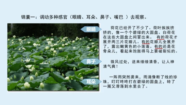 部编版三年级语文上册 第五单元习作例文：我家的小狗  课件