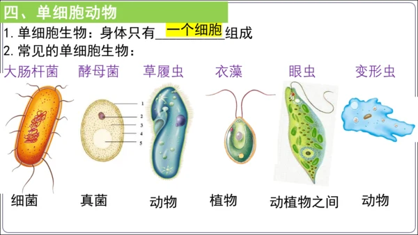 【2023秋人教七上生物期中复习考点梳理串讲+临考押题】第二章 细胞怎样构成生物体（串讲课件）(共2