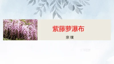 第18课 紫藤萝瀑布 课件(共34张PPT)