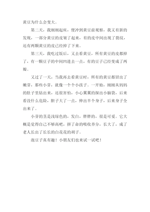 关于泡豆子的作文.docx