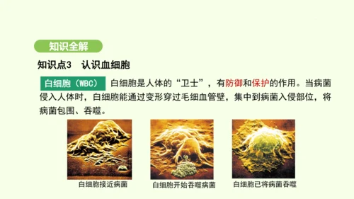 第四单元-第四章-第一节-流动的组织——血液课件-2024-2025学年七年级生物下学期人教版(20
