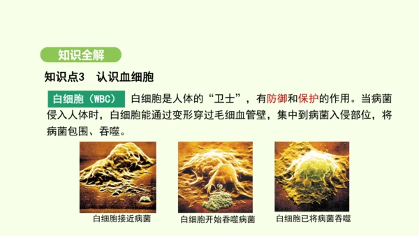 第四单元-第四章-第一节-流动的组织——血液课件-2024-2025学年七年级生物下学期人教版(20