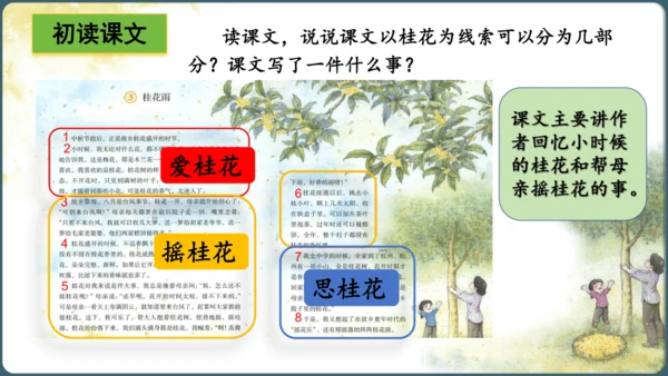 3.桂花雨  课件
