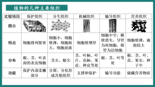 第一单元第三章从细胞到生物体（复习课件）-七年级生物上册同步教学精制课件（人教版2024）(共44张