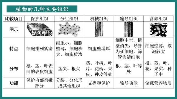 第一单元第三章从细胞到生物体（复习课件）-七年级生物上册同步教学精制课件（人教版2024）(共44张