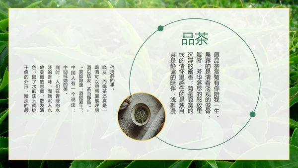 绿色实景茶园茶道科普介绍PPT模板