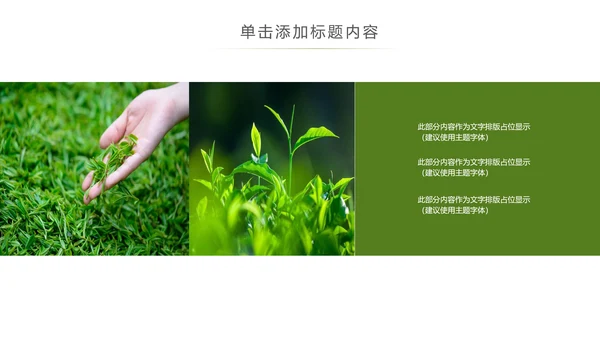 清新绿茶茶文化采茶茶道茶艺茶文化PPT模板