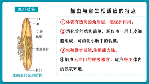 第一章动物的主要类群（复习课件）-八年级生物上册同步教学精制课件（人教版）(共25张PPT)