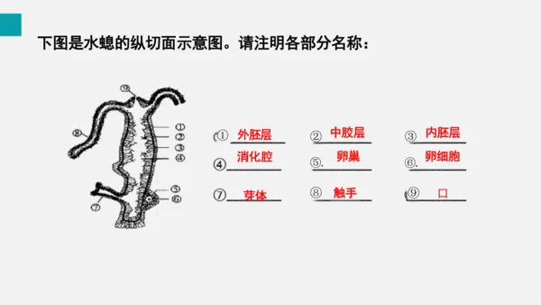 人教版初中八年级上册生物学5.1.1腔肠动物 课件(共21张PPT)