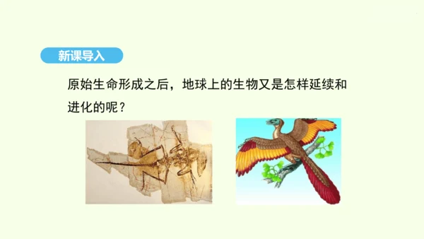 7.3.2生物进化的历程课件-人教版生物八年级下册(共23张PPT)