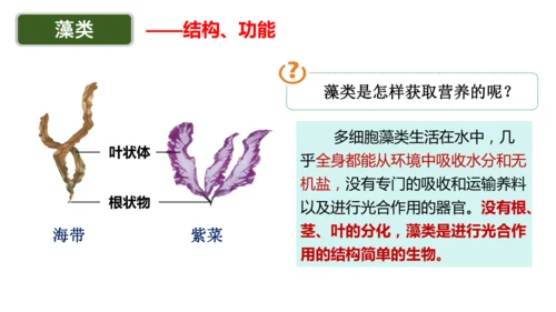 2.1.1藻类、苔藓植物和蕨类植物-七年级生物上学期同步优质课件（人教版2024）(共26张PPT)