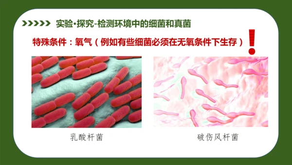 人教版生物七年级上册2.3.1《微生物的分布》（教学课件）(共37张PPT)+视频素材