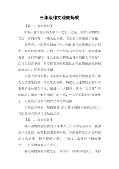 三年级作文观察蚂蚁.docx
