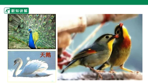 第十九课《我喜欢的鸟》课件