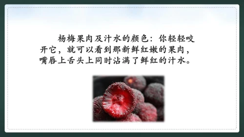 统编版语文三年级上册 第五单元  习作例文 我爱故乡的杨梅 课件