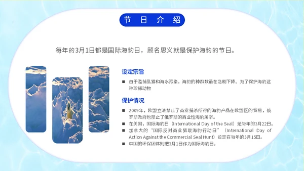 国际海豹日海狮海象通用PPT模板