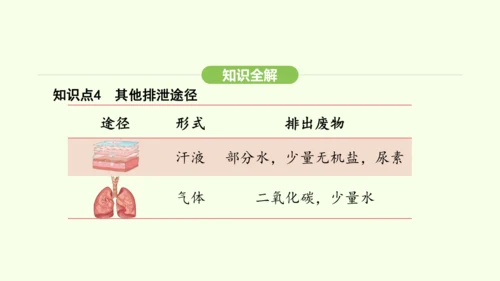 第四单元-第五章-人体内废物的排出课件-2024-2025学年七年级生物下学期人教版(2024)(共