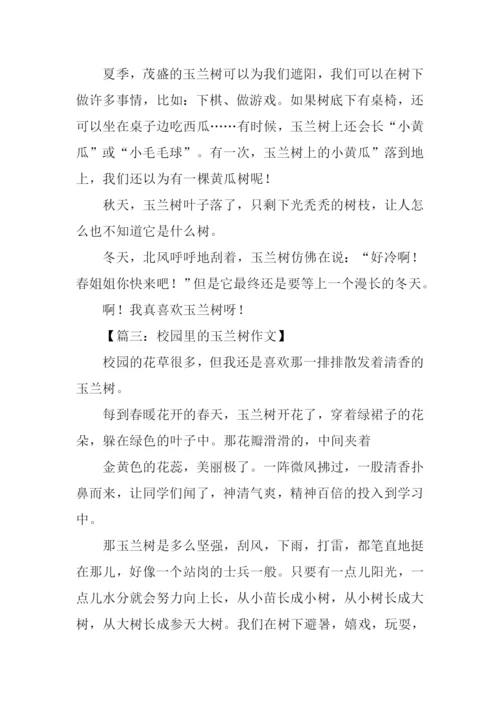 关于玉兰树的作文.docx