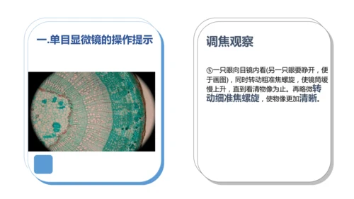 人教版（2024）七年级上册1.2.1 学习使用显微镜 课件(共29张PPT)