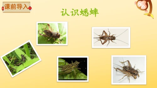 11 蟋蟀的住宅  课件