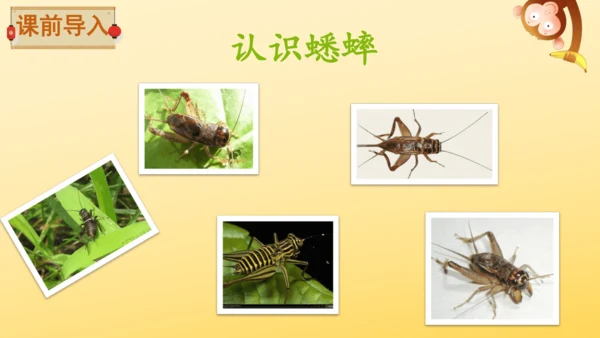 11 蟋蟀的住宅  课件