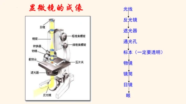 2.1.1练习使用显微镜课件2023--2024学年人教版生物七年级上册(共32张PPT)