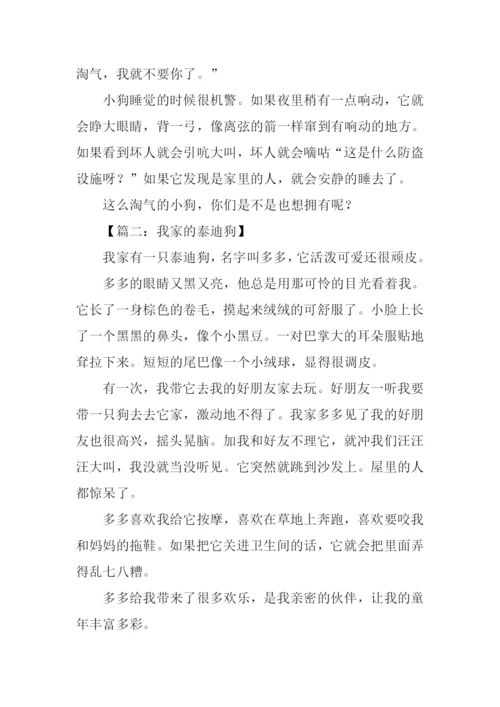 小动物泰迪作文.docx