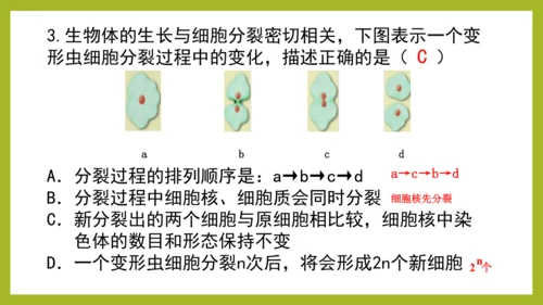 2.2.1细胞通过分裂产生新细胞课件2023--2024学年人教版生物七年级上册(共28张PPT)