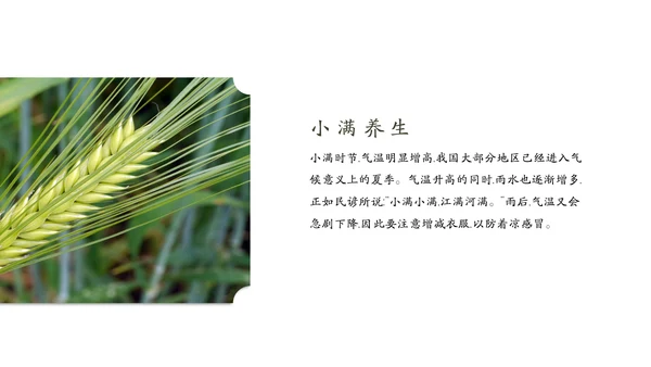 金色麦穗丰收的稻谷小满通用PPT模板