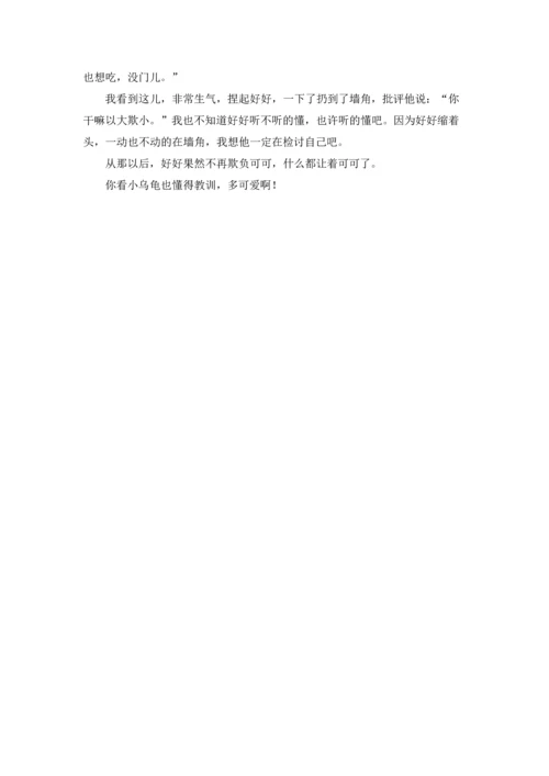 有关小乌龟二年级作文锦集10篇.docx
