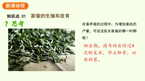 7.1.2昆虫的生殖和发育-八年级生物人教版下学期同步精品课件(共29张PPT)